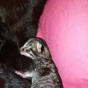 Name Tabby Cat Kittens