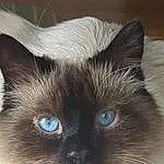 Head, Cat, Felidae, Siamese, Carnivore, Small To Medium-sized Cats, Iris, Whiskers, Fawn, Balinese, Birman, Snout, Ragdoll, Thai, Furry friends, Electric Blue, Curious, Idiophone, Russian blue, Tonkinese