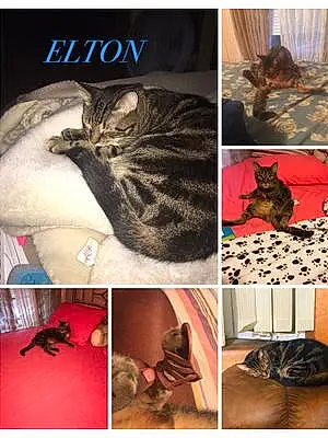 Name  Other Cat Elton