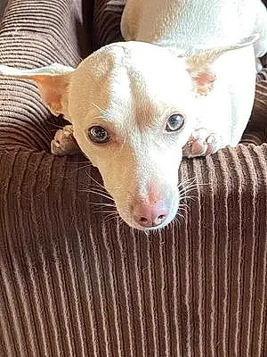 Name Chihuahua Dog Hanna