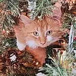 Christmas Tree, Cat, Christmas Ornament, Plant, Branch, Larch, Carnivore, Felidae, Fawn, Grass, Christmas Decoration, Holiday Ornament, Evergreen, Whiskers, Groundcover, Twig, Terrestrial Plant, Tree, Holiday, Event