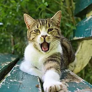 Name British Shorthair Cat Hera