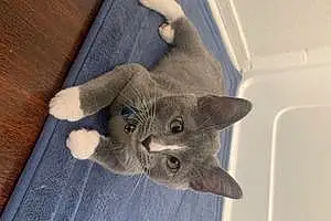 Name American Shorthair Cat Handsome