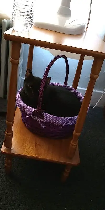 Furniture, Light, Purple, Felidae, Comfort, Carnivore, Bag, Luggage And Bags, Basket, Cat, Small To Medium-sized Cats, Table, Wood, Chair, Hardwood, Pet Supply, Wicker, Cat Supply, Outdoor Furniture, Storage Basket