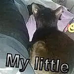 Cat, Bean Bag, Carnivore, Whiskers, Comfort, Font, Felidae, Window, Snout, Small To Medium-sized Cats, Automotive Tire, Logo, Photo Caption, Black cats, Room, Terrestrial Animal, Inflatable, Linens, Metal, Bedding