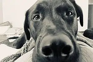 Name Labrador Retriever Dog Briggs