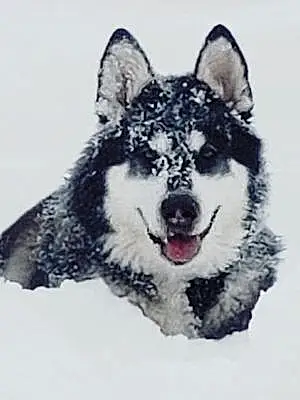 Alaskan Malamute Dog Tove