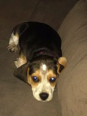 Name Beagle Dog Bama