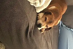 Beagle Dog Mojo