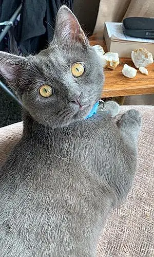 Russian Blue Cat Happy Milo