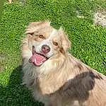 Dog, Dog breed, Carnivore, Companion dog, Fawn, Grass, Snout, Fang, German Spitz, Whiskers, Furry friends, Shout, Canidae, Collie, Working Dog, Plant, Yawn, Ancient Dog Breeds