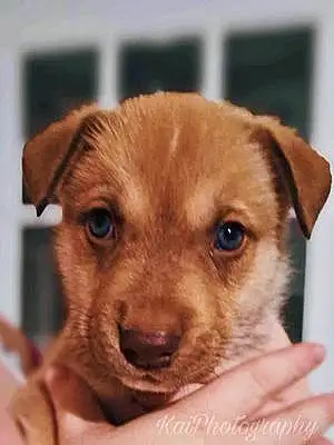 Name Husky Dog Kai