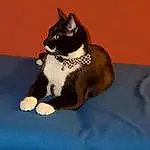 Cat, Small To Medium-sized Cats, Felidae, Whiskers, Carnivore, American Wirehair, Domestic Short-haired Cat, Tail, Furry friends, Paw, Kitten, Polydactyl Cat, Japanese Bobtail, Snowshoe, European Shorthair