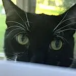 Cat, Black cats, Whiskers, Small To Medium-sized Cats, Black, Felidae, Eyes, Green, Nose, Snout, Yellow, Close-up, Carnivore, Kitten, Ear, Black-and-white, Iris, Furry friends
