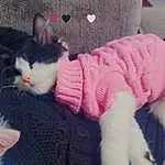 Head, Eyes, Leg, Cat, Comfort, Human Body, Baby & Toddler Clothing, Textile, Sleeve, Carnivore, Felidae, Pink, Whiskers, Small To Medium-sized Cats, Lap, Tail, Magenta, Human Leg, Woolen, Foot