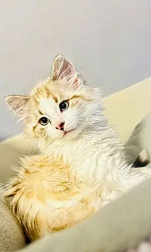 Name Maine Coon Cat Latte