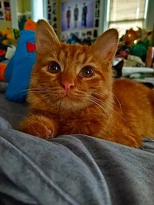 Name Norwegian Forest Cat Cat Butterscotch