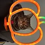 Cat, Flowerpot, Felidae, Carnivore, Automotive Tire, Orange, Amber, Small To Medium-sized Cats, Tire, Whiskers, Wheel, Automotive Lighting, Rim, Tail, Gas, Spoke, Snout, Bicycle Part, Black cats, Circle