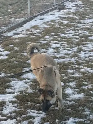 Name German Shepherd Dog Bronco