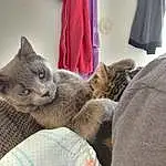 Cat, Comfort, Felidae, Carnivore, Curtain, Grey, Whiskers, Fawn, Small To Medium-sized Cats, Russian blue, Snout, Tail, Window, Wood, House, Domestic Short-haired Cat, Furry friends, Room