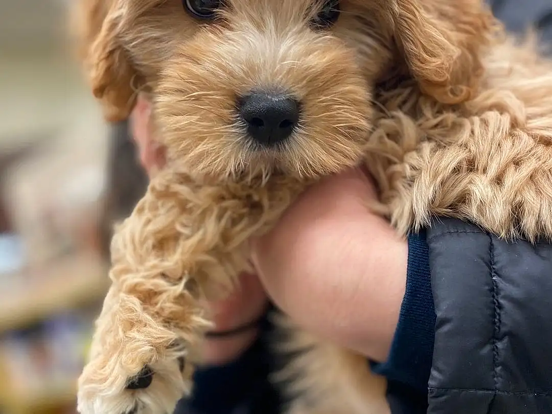 Dog, Dog breed, Maltepoo, Canidae, Schnoodle, Carnivore, Puppy, Cockapoo, Cavapoo, Companion dog, Poodle Crossbreed, Yorkipoo, Dutch Smoushond, Cavachon, Shih-poo, Sporting Lucas Terrier, Goldendoodle, Rare Breed (dog)