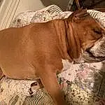 Dog, Dog breed, Carnivore, Working Animal, Liver, Comfort, Ear, Companion dog, Fawn, Whiskers, Snout, Dog Supply, Couch, Canidae, Collar, Linens, Terrestrial Animal, Furry friends, Wrinkle