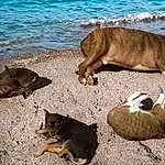 Water, Dog breed, Carnivore, Fawn, Terrestrial Animal, Snout, Canidae, Sand, Art, Tail, Livestock, Beach, Landscape, Companion dog, Furry friends, Felidae, Working Animal, Herd, Lake