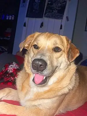 Name Golden Retriever Dog Chunky