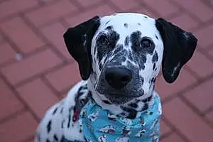 Name Dalmatian Dog Korra