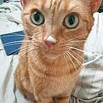 Head, Cat, Eyes, Felidae, Carnivore, Small To Medium-sized Cats, Iris, Whiskers, Fawn, Ear, Snout, Close-up, Domestic Short-haired Cat, Furry friends, Paw, Claw