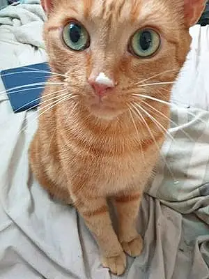 British Shorthair Cat Gizmo
