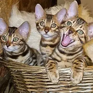 Name Bengal Cat Kitty