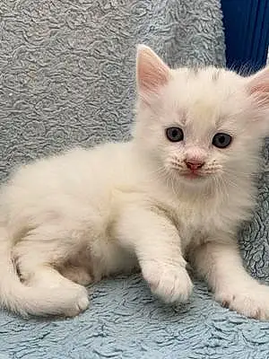 Name Turkish Angora Cat Gibbs