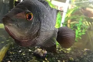 Fish Tina