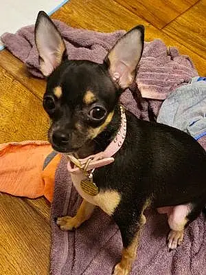 Chihuahua Dog Penny