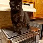 Cat, Cabinetry, Felidae, Carnivore, Small To Medium-sized Cats, Whiskers, Gas, Tail, Home Appliance, Snout, Cupboard, Wood, Black cats, Domestic Short-haired Cat, Drawer, Furry friends, Machine, Bombay, Chest Of Drawers, Hardwood