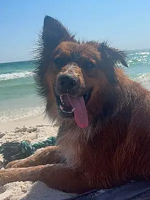 Beach Australian Shepherd Dog Scout