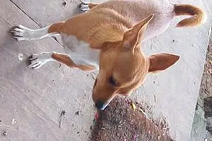 Name Chihuahua Dog Kody