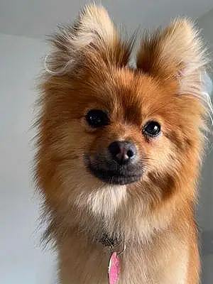 Name Pomeranian Dog Chino