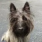 Dog, Carnivore, Road Surface, Companion dog, Dog breed, Small Terrier, Terrier, Working Animal, Toy Dog, Canidae, Furry friends, Biewer Terrier, Asphalt, Liver, Ancient Dog Breeds, Terrestrial Animal