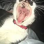 Cat, Whiskers, Face, Facial Expression, Yawn, Nose, Emotion, Eyes, Snout, Mouth, Fang, Furry friends, Kitten, Ear, Paw