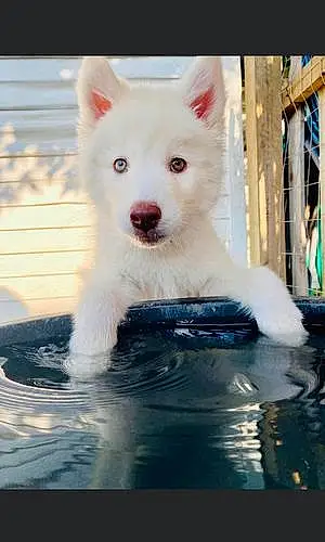 Name Husky Dog Azul