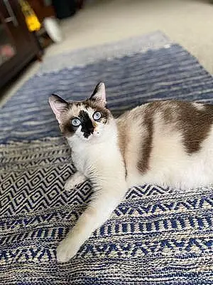 Name Snowshoe Cat Cece