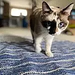 Cat, Eyes, Blue, Carnivore, Felidae, Grey, Small To Medium-sized Cats, Whiskers, Snout, Tail, Electric Blue, Pattern, Domestic Short-haired Cat, Furry friends, Woven Fabric, Paw, Linens, Plaid, Shadow