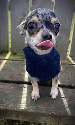 Name Chihuahua Dog Bobbie