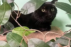 Name American Shorthair Cat Blacky