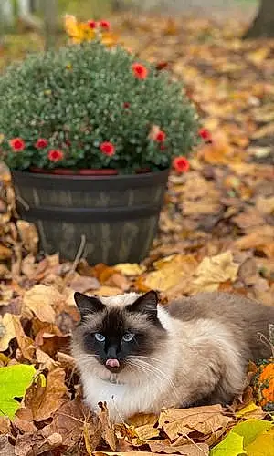 Flower Ragdoll Cat Hemi
