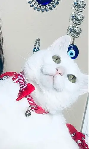 Name Turkish Angora Cat Hannah