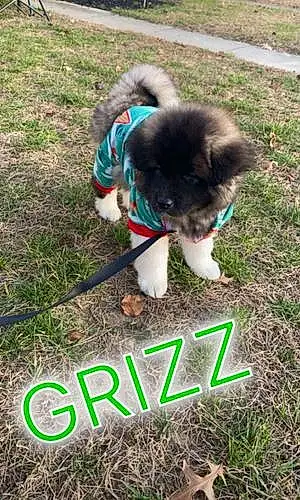 Name Dog Grizz