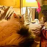 Cat, Comfort, Lighting, Orange, Lamp, Carnivore, Felidae, Fawn, Wood, Bed, Linens, Tints And Shades, Bedding, Bedroom, Bed Sheet, Small To Medium-sized Cats, Whiskers, Furry friends, Room, Lampshade